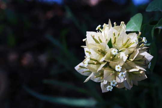 Beautiful white Bougaville flower