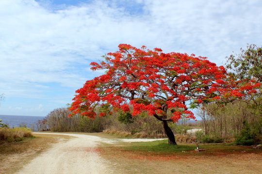 Flame tree in full bloom