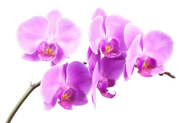 Obraz na płótnie Canvas pink streaked orchid