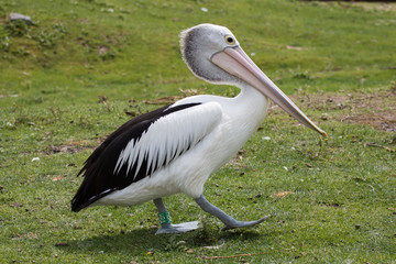 Pélican à lunettes