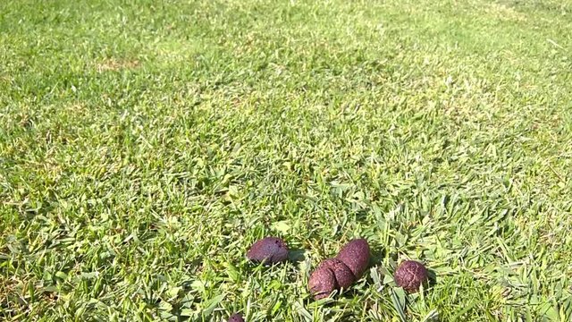 Poop on the green grass