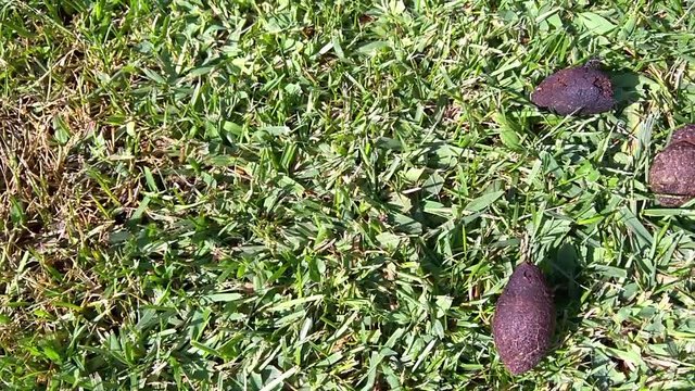 Poop on the green grass