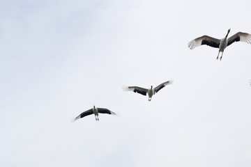 Red-crowned crane flying in sky