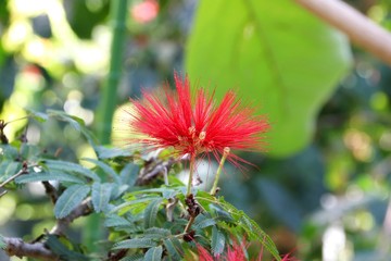 カリアンドラ ハエマトケファラ 