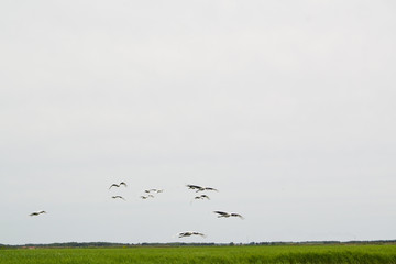 Red-crowned crane flying in sky