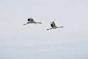Red-crowned crane flying in sky