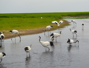 Red-crowned crane in river