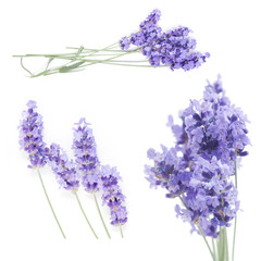 Fototapeta premium flowers of lavender on a white background