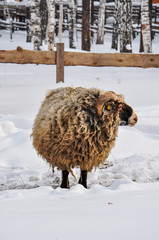 sheep / lamb in the snow