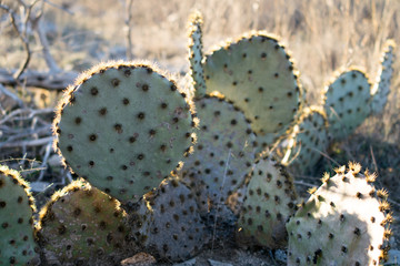 Cactus