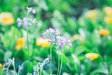 Soft focus Violet flower Natural green background