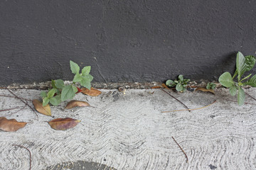 Urban Nature