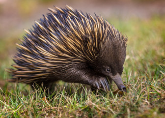 A short-beaked echidna (Tachyglossus aculeatus) walking on the g