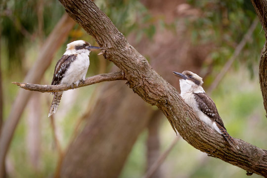 two kookaburras
