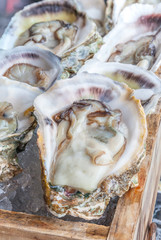 Opened raw fresh oysters served on wooden tray with ice.