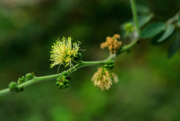 Manila tamarind