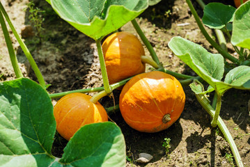 japanese pumpkins
