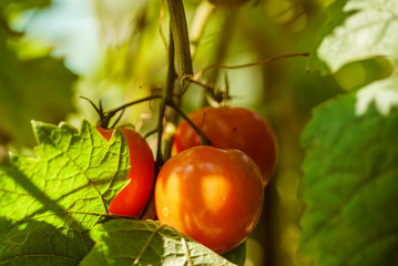 tomatoes in the garden