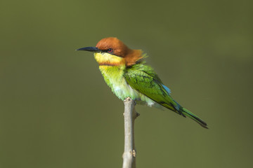 Beautiful bird , Chestnut-headed Bee-eater