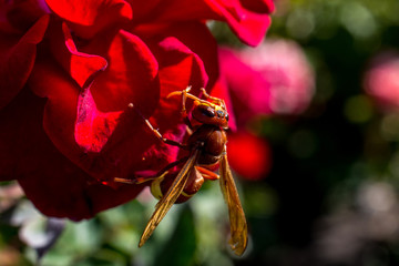 Dangerous wild wasp on a red flower in summer