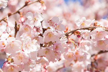 Cherry Blossoms