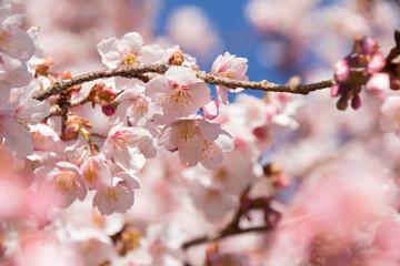 Cherry Blossoms