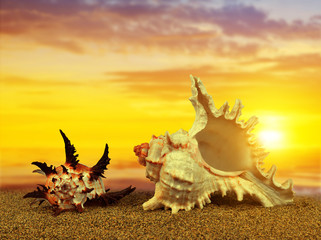 Obrazy  Tropikalne muszle na piaszczystej plaży o zachodzie słońca.