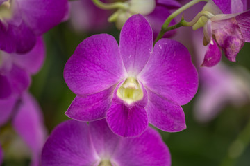 Fototapeta na wymiar Orchid park is the beautiful orchids set in a delightful natural environment.