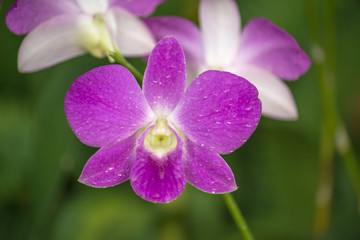 Orchid park is the beautiful orchids set in a delightful natural environment.