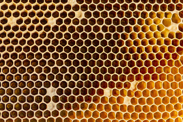 Honeycombs texture