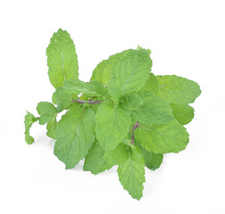 Fresh mint leafs isolated on a white background