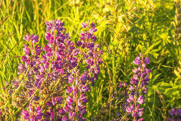 Beautiful lupine buds on the grass background