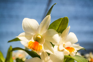 Orchid park is the beautiful orchids set in a delightful natural environment.