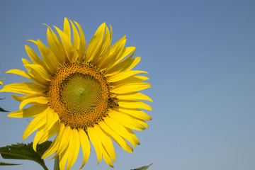 Naklejka premium Bright yellow sunflower