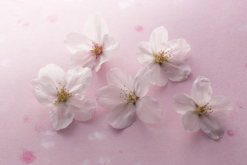 Fototapeta na wymiar 桜の花のイメージ