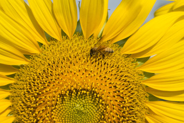 Bee swarming on sunflower