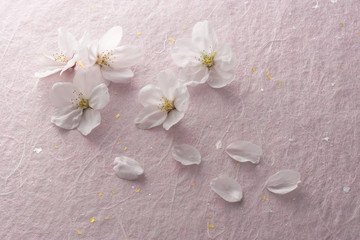 Naklejka na ściany i meble 桜の花のイメージ