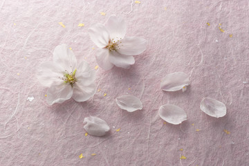 Naklejka na ściany i meble 桜の花のイメージ