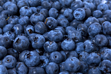 blueberry closeup texture