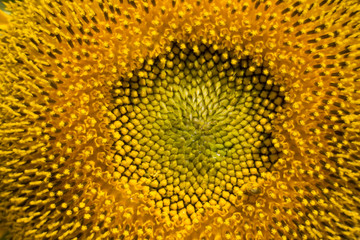 Pollen of  sunflower, closeup