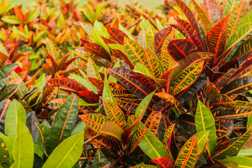 colorful croton plant,tropical tree leaf texture. © จีรศักดิ์ อัมพเศวต