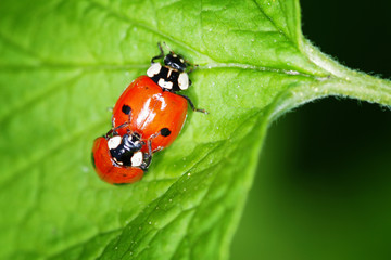 ladybugs