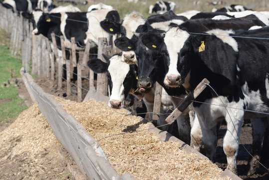 Tambo de Vacas Holando