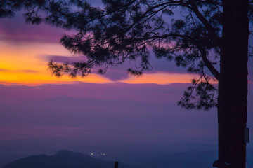 Fototapeta na wymiar Pine trees at sunrise