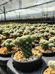 Cactus with in gravel pot and blurred background