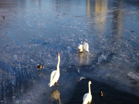 Schw&auml;ne auf Eisfl&auml;che
