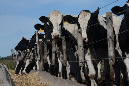 Tambo de Vacas Holando