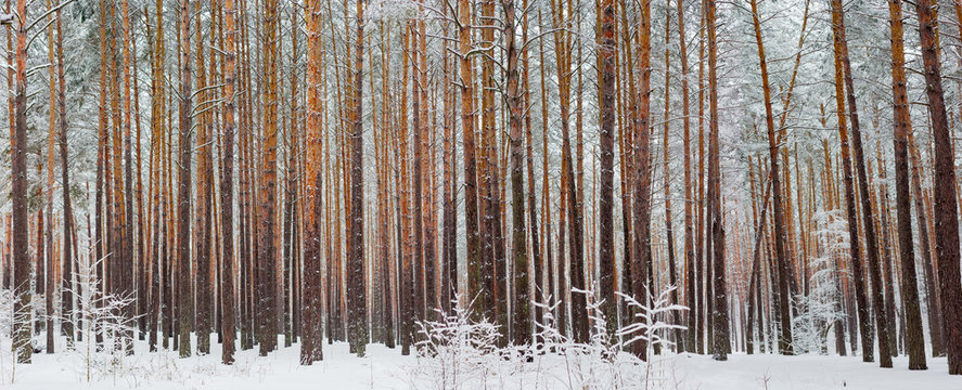 Fototapeta Panorama of the winter pine forest after a snowfall