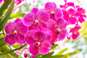 Pink orchids, Vanda.