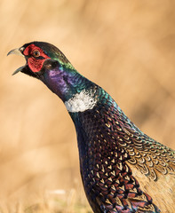 Pheasant